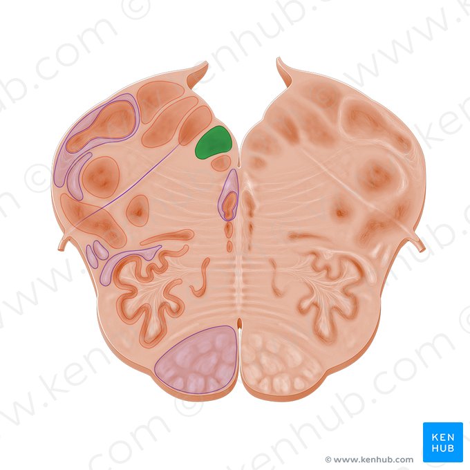 Núcleo do nervo hipoglosso (Nucleus nervi hypoglossi); Imagem: Paul Kim