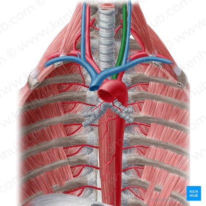 Left common carotid artery (Arteria carotis communis sinistra); Image: Yousun Koh