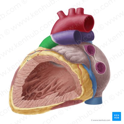Pulmonary trunk (Truncus pulmonalis); Image: Yousun Koh