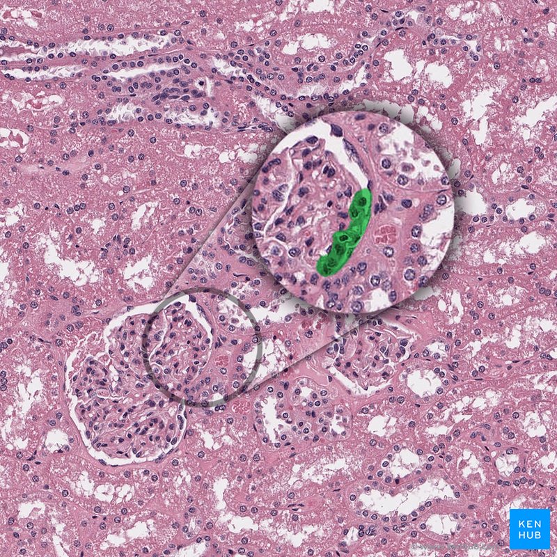 Afferent glomerular arteriole of kidney - histological slide