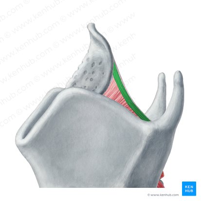 Musculus aryepiglotticus (Stellknorpel-Kehldeckel-Muskel); Bild: Yousun Koh