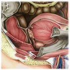 Rectovesical pouch