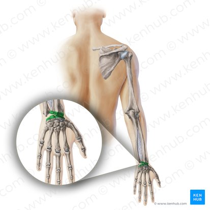 Articulatio radiocarpea (Handgelenk); Bild: Paul Kim