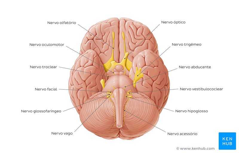 A melhor forma de visualizar os nervos cranianos é com uma ilustração. Dê uma olhada na ilustração abaixo.