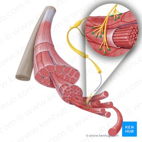 Neuromuscular junction: Parts, structure and steps | Kenhub