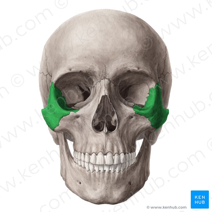 Zygomatic bone (Os zygomaticum); Image: Yousun Koh