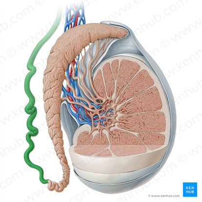 Ductus deferens; Image: Paul Kim