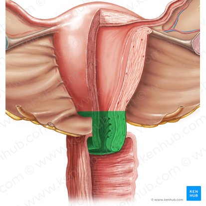 Colo do útero (Cervix uteri); Imagem: Samantha Zimmerman