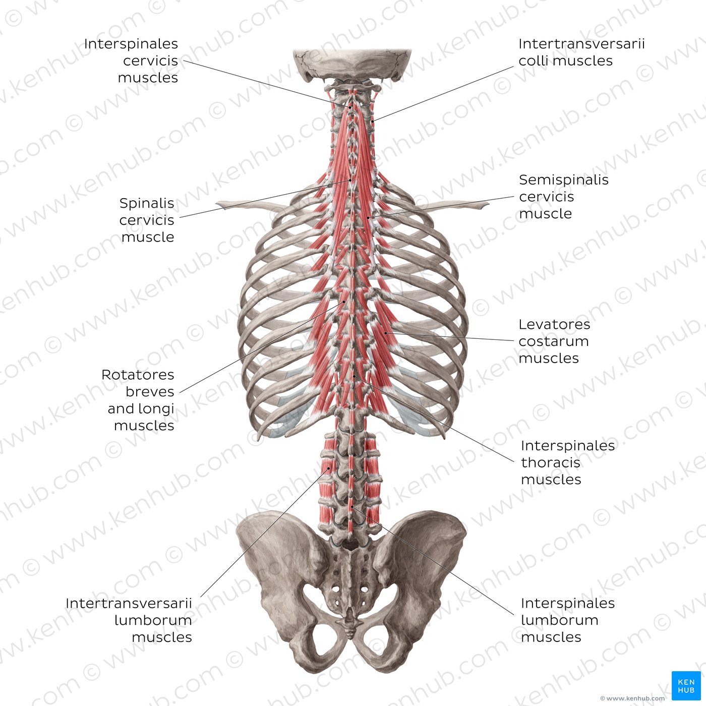 Deep and deepest deep back muscles