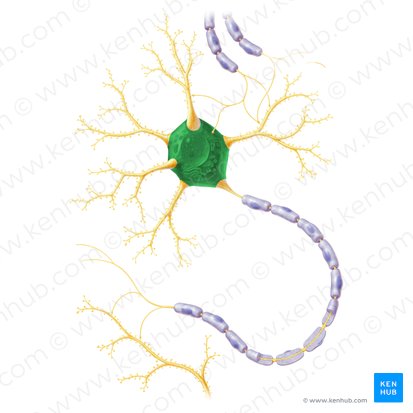 Cuerpo celular de la neurona (Soma); Imagen: Paul Kim