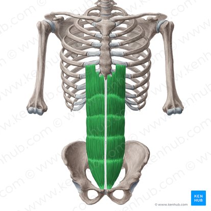 Músculo reto do abdome (Musculus rectus abdominis); Imagem: Yousun Koh