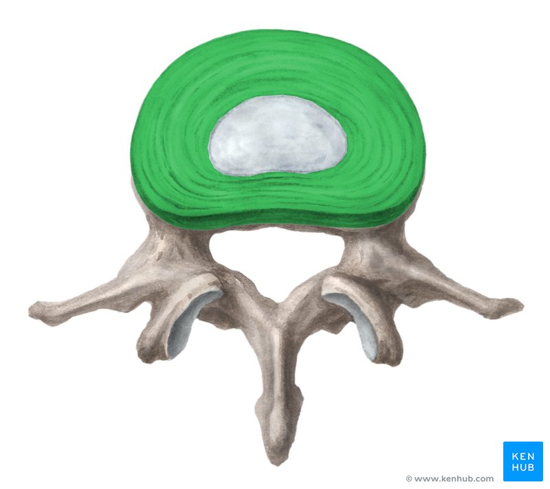 Fibrous ring of intervertebral disc - cranial view