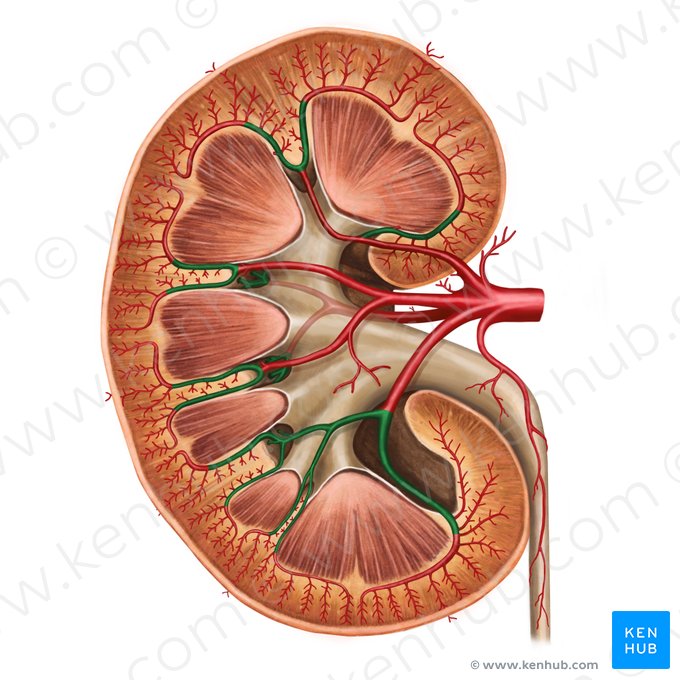 Interlobar arteries of kidney (Arteriae interlobares renis); Image: Irina Münstermann