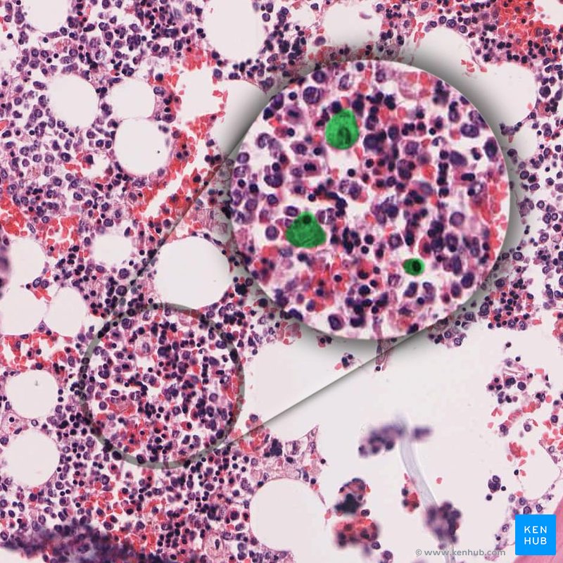 Megakaryocyte - histological slide