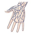 Main veins of the upper limb