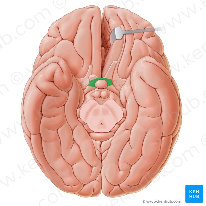 Quiasma óptico (Chiasma opticum); Imagen: Paul Kim