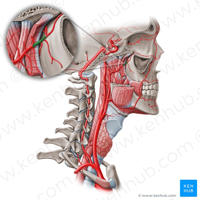 Pars pterygopalatina arteriae maxillaris (Flügel-Gaumen-Teil der Oberkieferarterie); Bild: Paul Kim