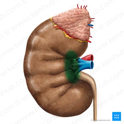 Hilo do rim (Hilum renis); Imagem: Irina Münstermann