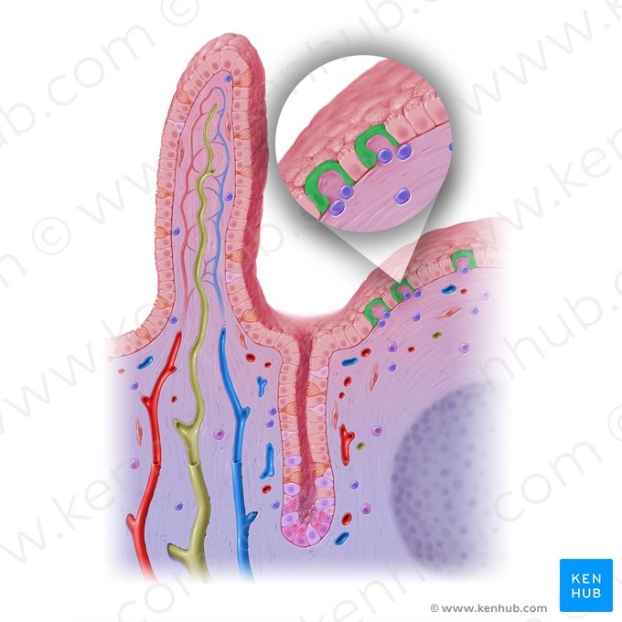 Epitheliocytus microplicatus (M-Zelle); Bild: Paul Kim