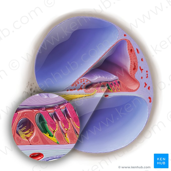 Túnel medio del órgano espiral (Cuniculus intermedius organi spiralis); Imagen: Paul Kim