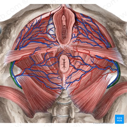 Internal pudendal artery (Arteria pudenda interna); Image: Rebecca Betts