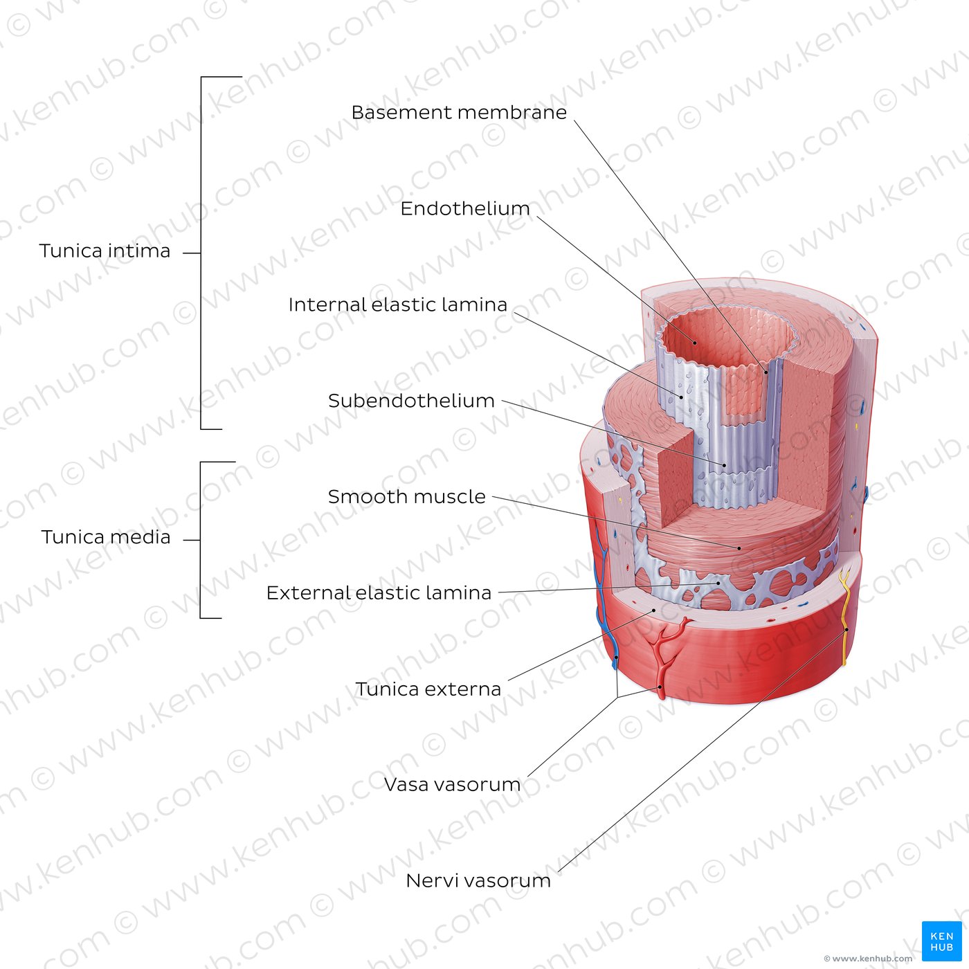 Structure of blood vessels: Artery