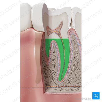 Raiz do dente (Radix dentis); Imagem: Paul Kim