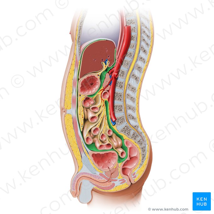 Peritônio parietal (Peritoneum parietale); Imagem: Paul Kim