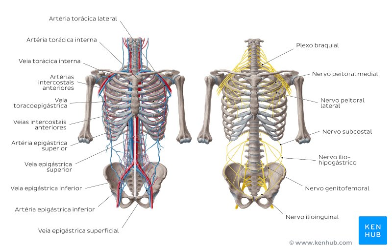 Artérias, veias e nervos do tronco - diagrama