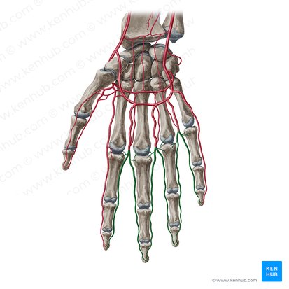 Proper palmar digital arteries (Arteriae digitales palmares propriae); Image: Yousun Koh