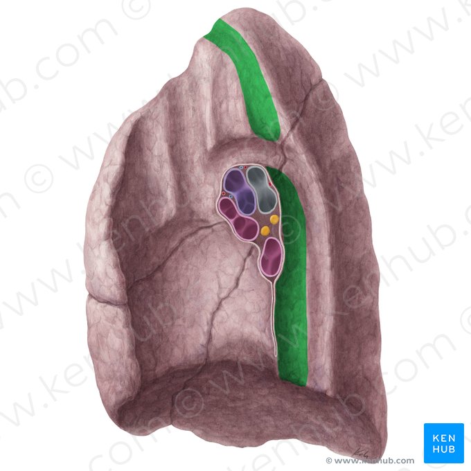 Esophageal impression of right lung (Impressio oesophagea pulmonis dextri); Image: Yousun Koh