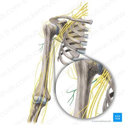 Ramo posterior del nervio axilar (Ramus posterior nervi axillaris); Imagen: Yousun Koh