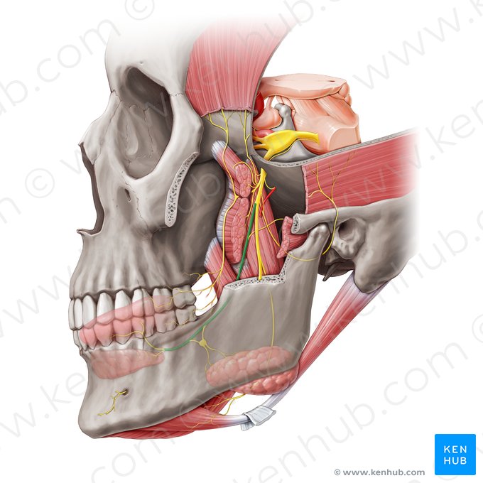 Lingual nerve (Nervus lingualis); Image: Paul Kim