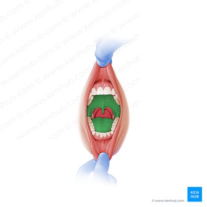 Oral cavity proper (Cavitas propria oris); Image: Paul Kim