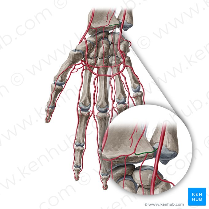 Ramo carpal palmar da artéria ulnar (Ramus carpeus palmaris arteriae ulnaris); Imagem: Yousun Koh