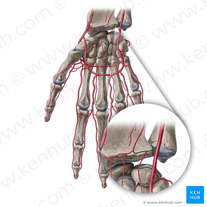 Palmar carpal branch of ulnar artery (Ramus carpeus palmaris arteriae ulnaris); Image: Yousun Koh