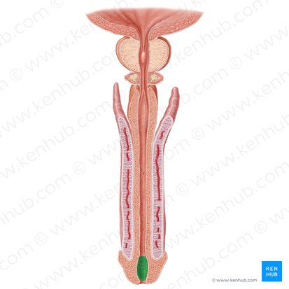 Navicular fossa of urethra (Fossa navicularis urethrae); Image: Samantha Zimmerman