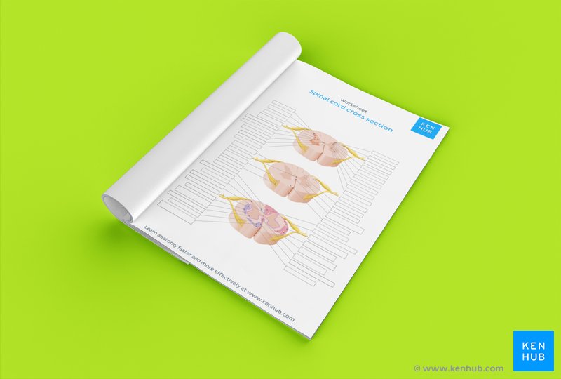 Download this fill in the blank diagram of the spinal cord below