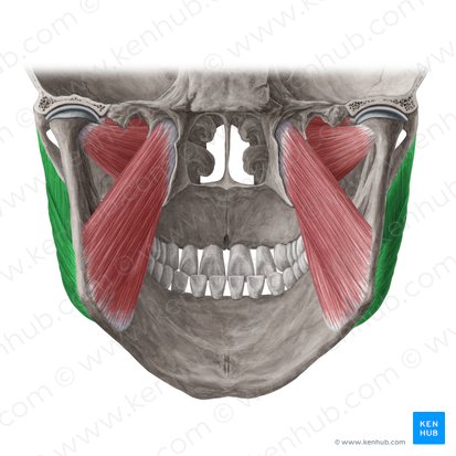 Músculo masetero (Musculus masseter); Imagen: Yousun Koh