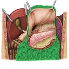 Greater and lesser omentum