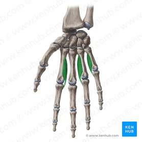 Musculi interossei palmares (Hohlhandseitige Zwischenknochenmuskeln); Bild: Yousun Koh