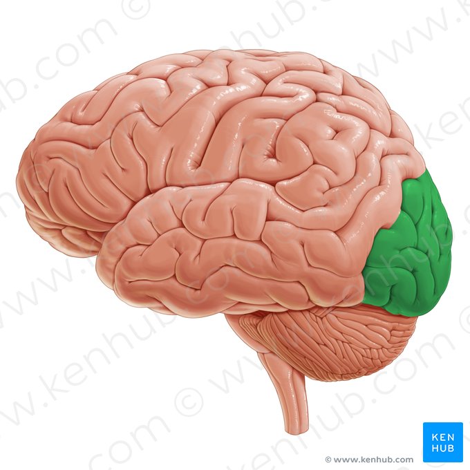 Lóbulo occipital (Lobus occipitalis); Imagen: Paul Kim