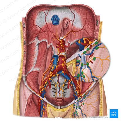 Superficial inguinal lymph nodes (Nodi lymphoidei inguinales superficiales); Image: Irina Münstermann