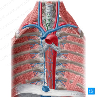 Vena tiroidea inferior (Vena thyroidea inferior); Imagen: Yousun Koh
