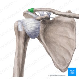 Scapula bony landmarks quiz