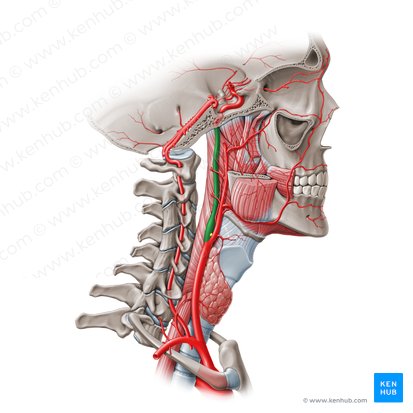 Segmento cervical de la arteria carótida interna (C1) (Pars cervicalis arteriae carotidis internae (C1)); Imagen: Paul Kim