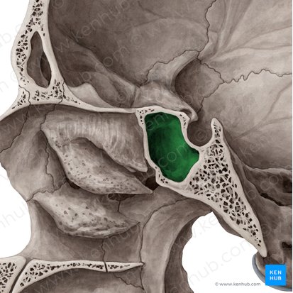 Seio esfenoidal (Sinus sphenoidalis); Imagem: Yousun Koh