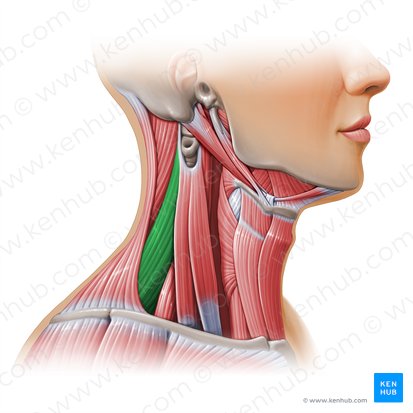 Músculo elevador de la escápula (Musculus levator scapulae); Imagen: Paul Kim