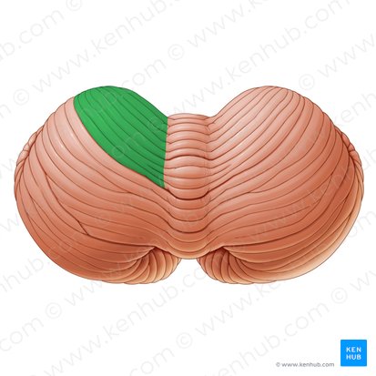 Lobulillo cuadrangular anterior del cerebelo (Lobulus quadrangularis anterior cerebelli); Imagen: Paul Kim