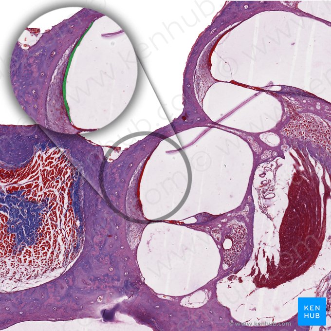 Estría vascular del conducto coclear (Stria vascularis ductus cochlearis); Imagen: 